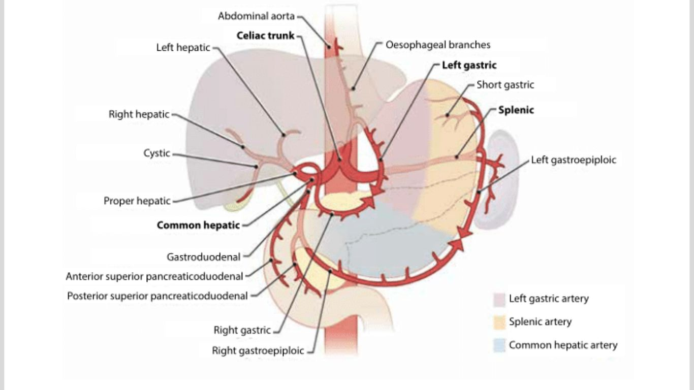 How_to_Stop_Haematemesis_Small_amount_of_Blood_in_Vomit